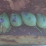 Bacterial Blight on cotton bolls