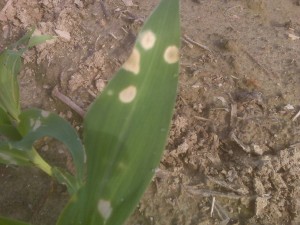 Holcus Leaf Spot