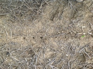 bird damage in corn