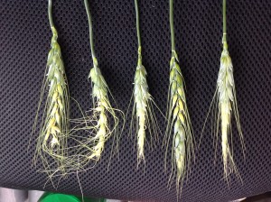 freeze damage in wheat