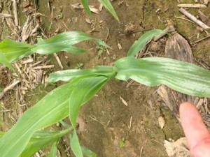 sun scald on corn (2)