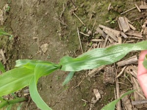 sun scald on corn