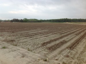 wild hog damage to corn stand